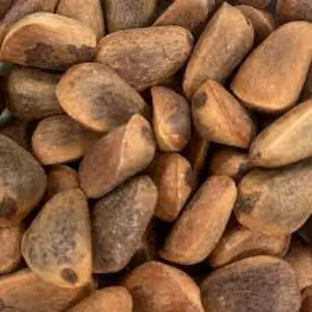 Natural Pine Nuts