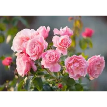 Common Pink Rose 
