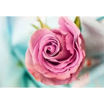 Natural Fresh Pink Rose 