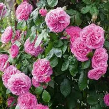 Organic Pink Rose