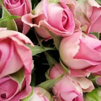 Natural Pink  Rose 