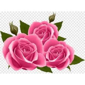 Fresh Pink Rose
