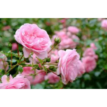 Natural Pink Rose