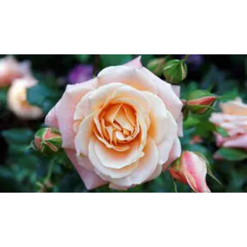 Organic Pink  Rose 