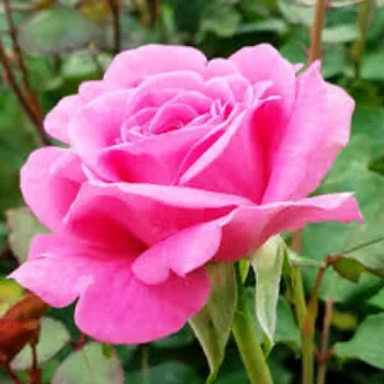 Fresh Pink Rose 