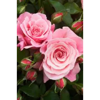 fresh  Pink Rose