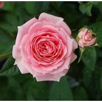  Pink Rose
