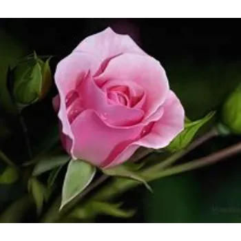 fresh Pink Rose