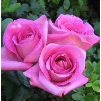fresh Pink Rose