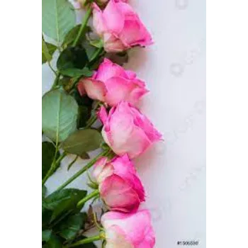 Natural Pink Rose