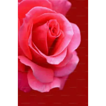 Pink Rose