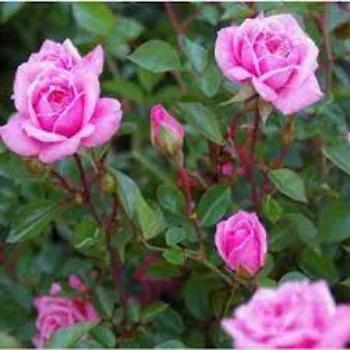 Natural Dry Rose Petals