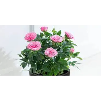 Organic Pink Rose
