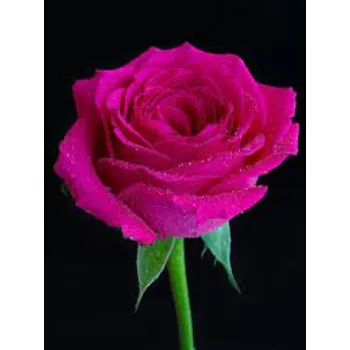 Pink Rose Flowers