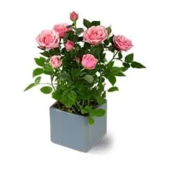 Pink Rose