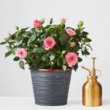 Natural  Pink Rose