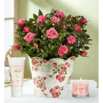 Fresh  Pink Rose