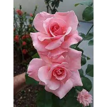 Natural Pink Rose 