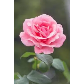 Organic Pink Rose