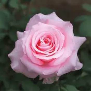 Natural Pink Rose