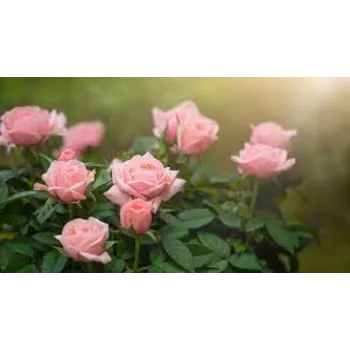 Fresh Pink Rose