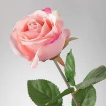 Fresh Pink Rose