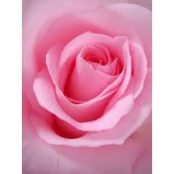 Natural Pink Rose 