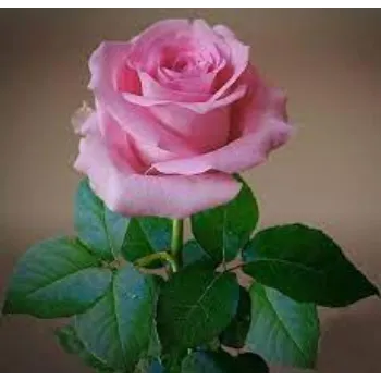 Fresh Pink Rose