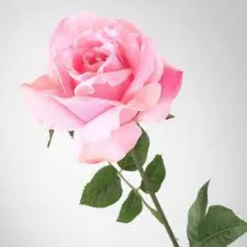 Organic Pink Rose