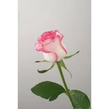 Natural Pink Rose 