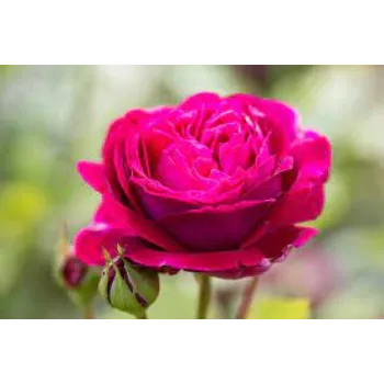 Fresh Pink Rose