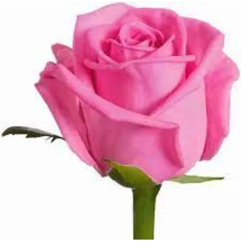 Fresh Pink Rose