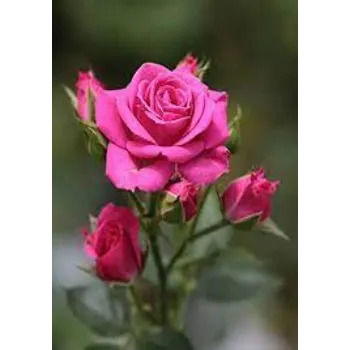 Organic Pink Rose