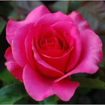 Common Pink Rose 