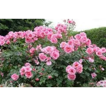 Natural Pink Rose