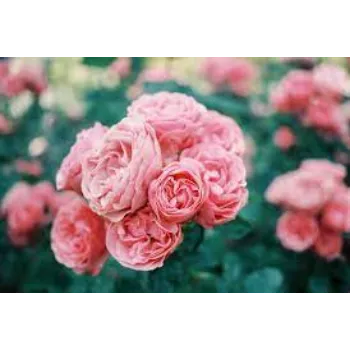 Organic Pink Rose