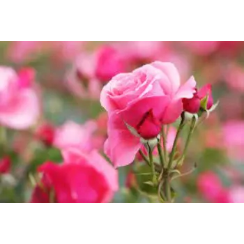 Fresh Pink Rose