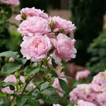 Fresh Pink  Rose 
