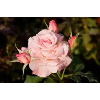 Fresh Pink Rose