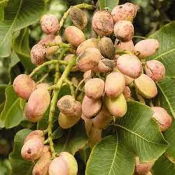 Common Pistachios