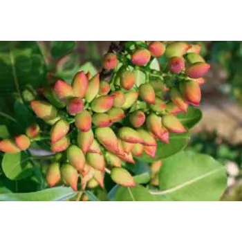 Organic Pistachios