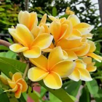 organic Plumeria Plant