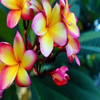 RAJESWARI NURSERY Plumeria Plant