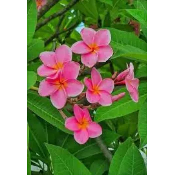  Organic Plumeria Plant