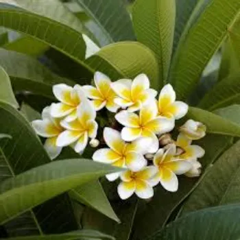 Roshni Agri forestry Plumeria Plant