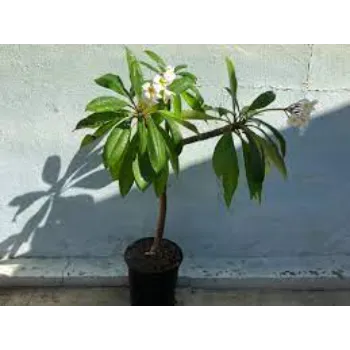 Plumeria Plant
