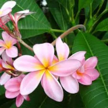 Natural Plumeria Plant