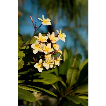 Fresh Plumeria Plant