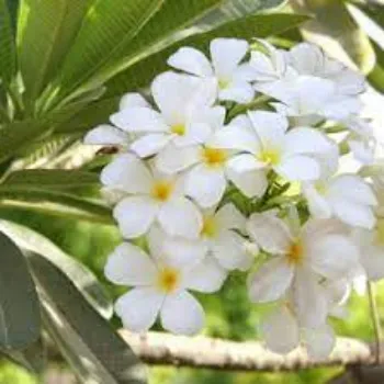 Common Plumeria Plant