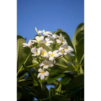 Plumeria Plant